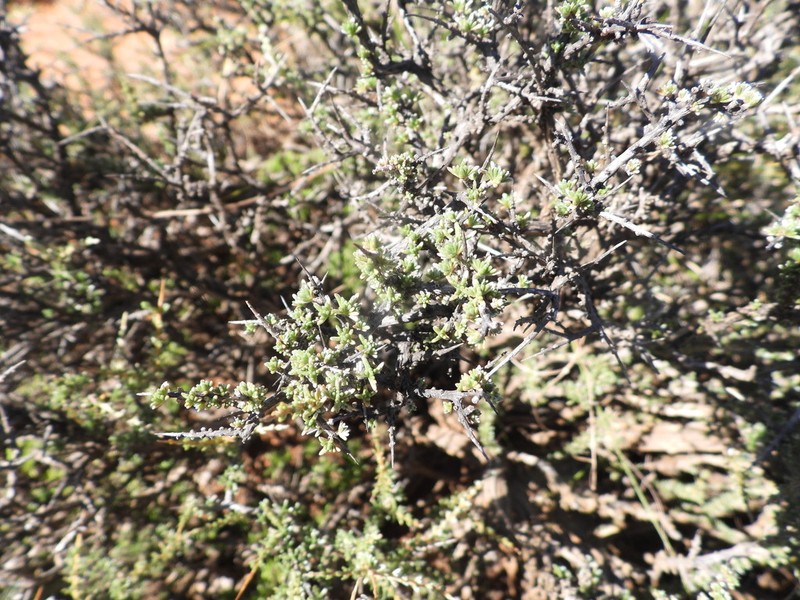 Eriocephalus spinescens photo 3