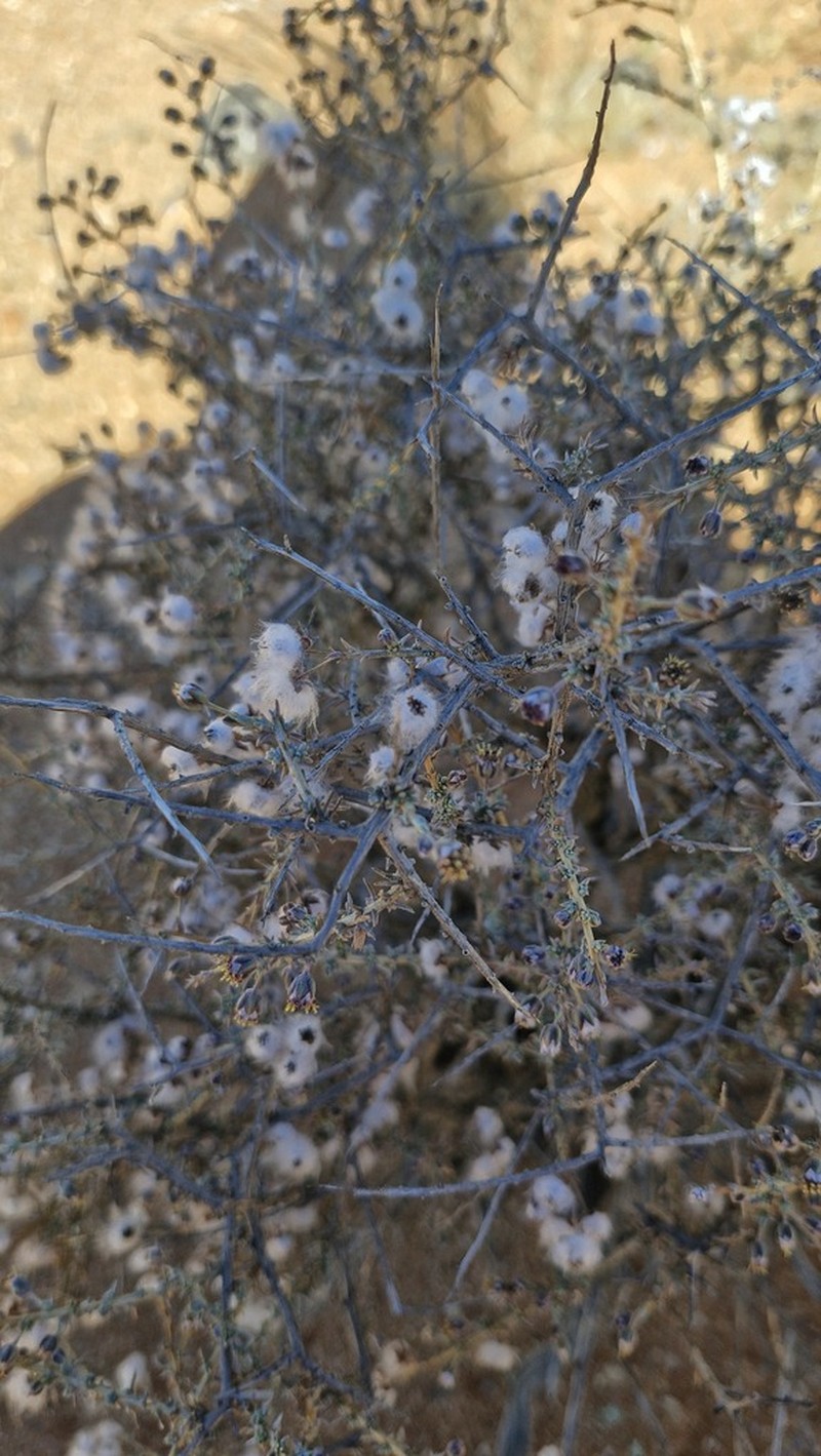 Eriocephalus spinescens photo 4