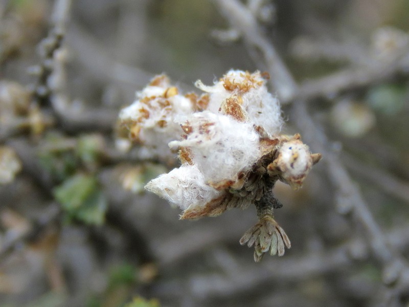 Eriocephalus spinescens photo 5