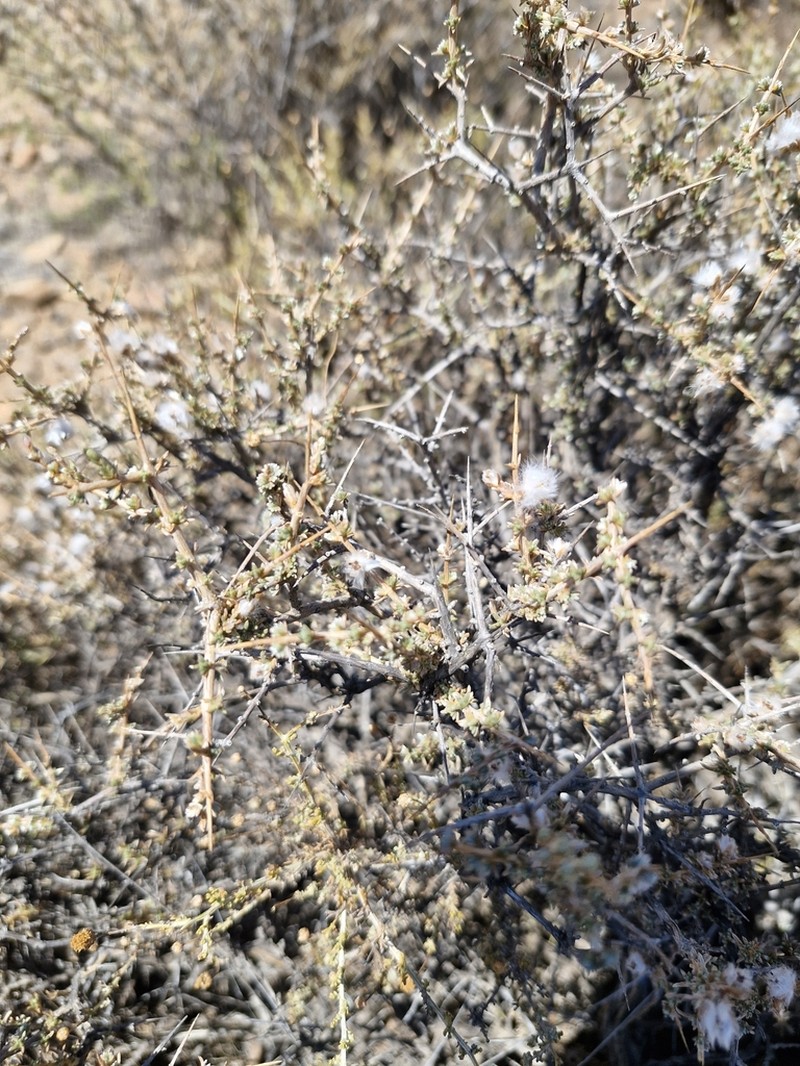 Eriocephalus spinescens photo 6