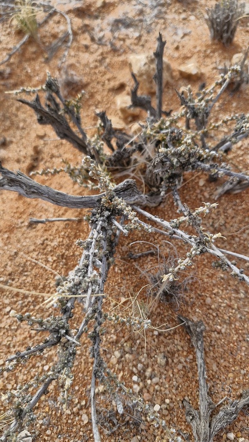 Eriocephalus spinescens photo 7