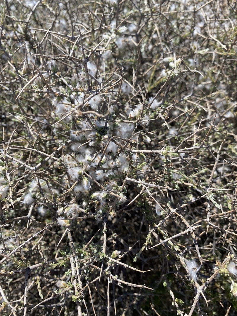 Eriocephalus spinescens photo 8