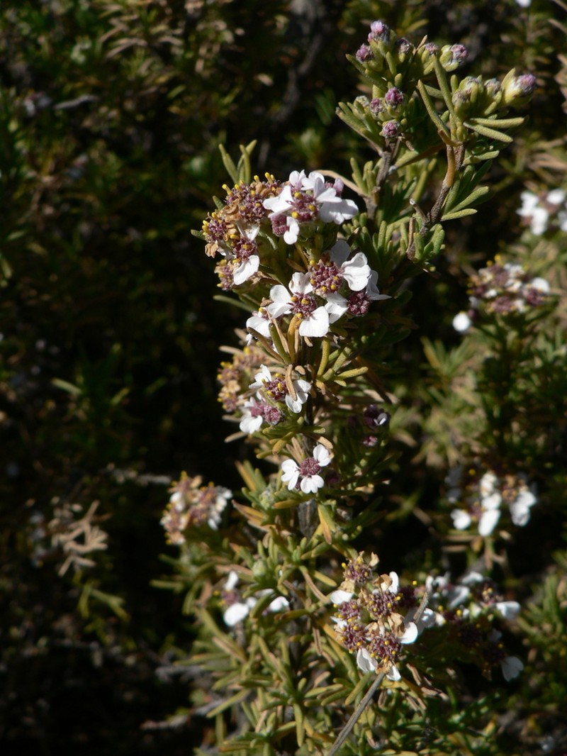 Eriocephalus tenuifolius