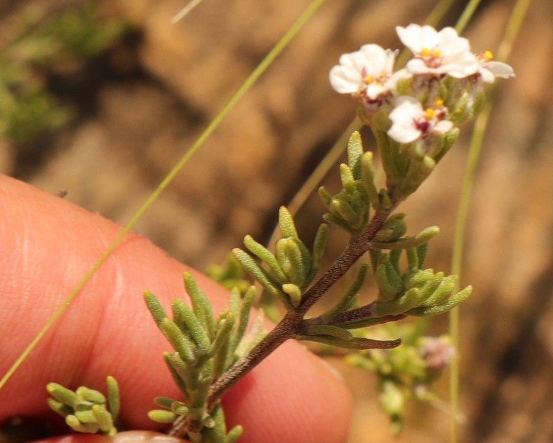Eriocephalus tenuifolius photo 2