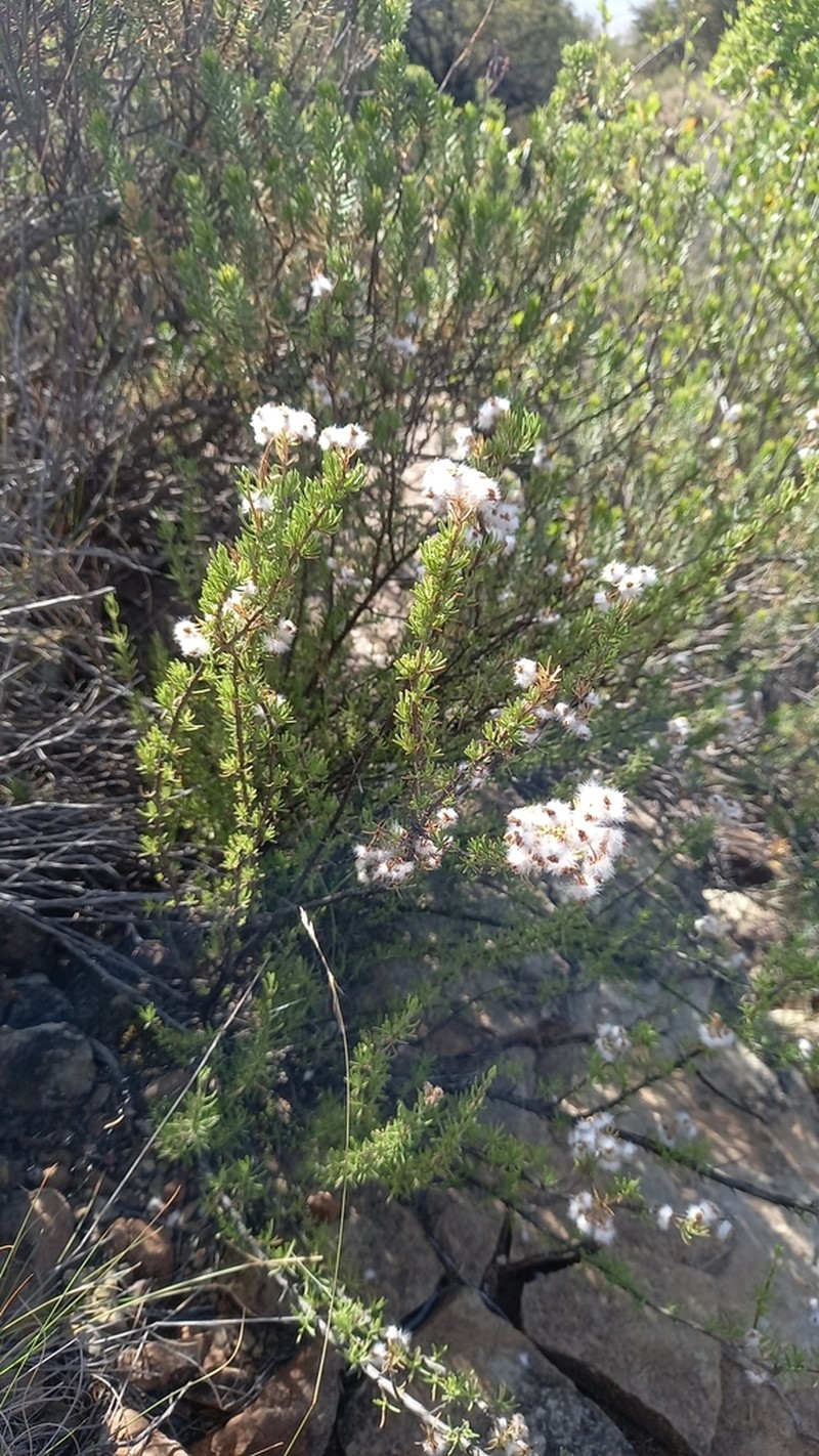 Eriocephalus tenuifolius photo 3