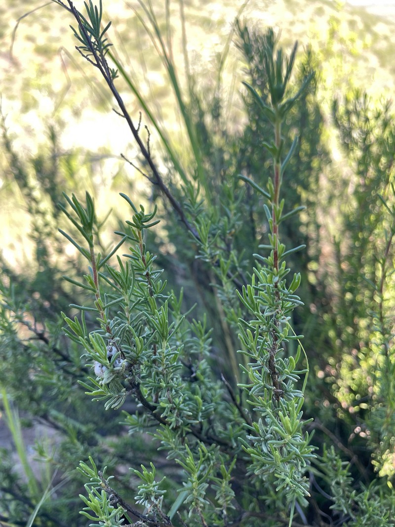 Eriocephalus tenuifolius photo 4