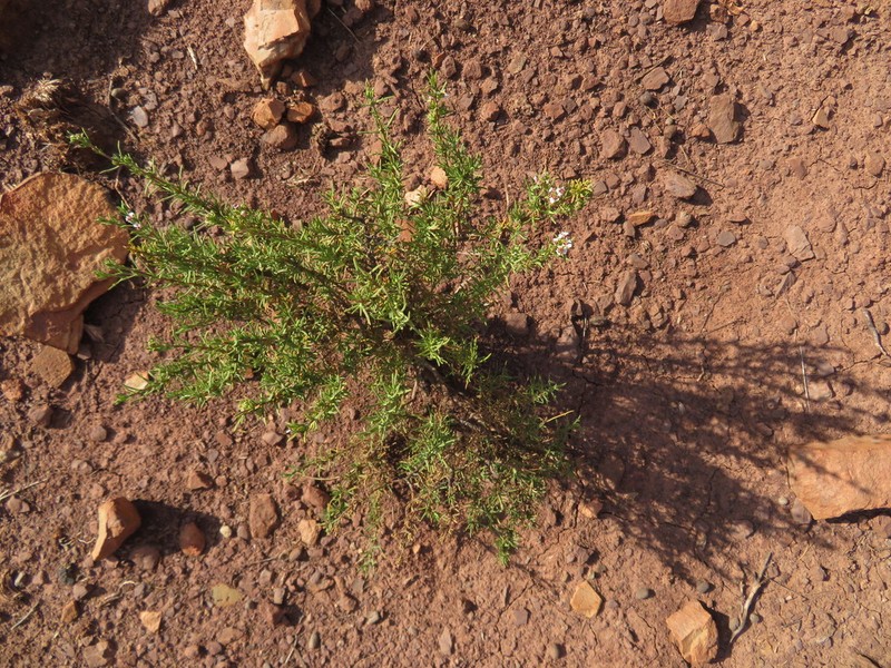 Eriocephalus tenuifolius photo 5