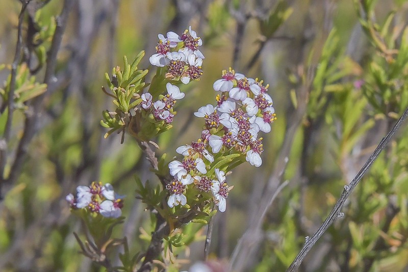 Eriocephalus tenuifolius photo 6