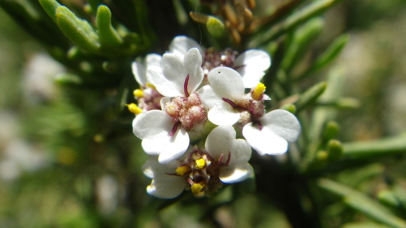 Eriocephalus tenuifolius photo 7