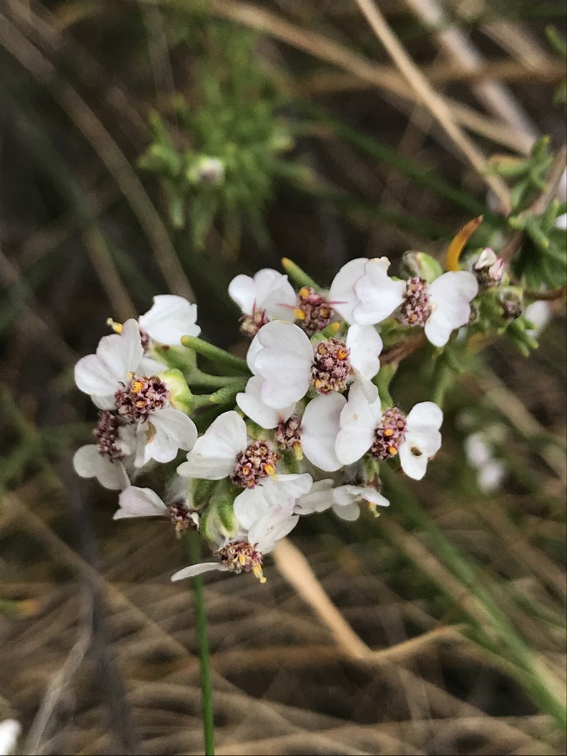 Eriocephalus tenuifolius photo 8