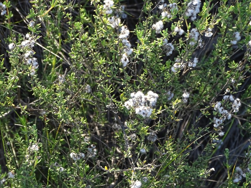 Eriocephalus tenuipes