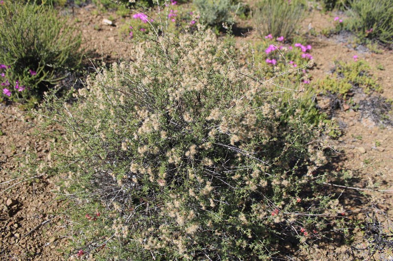 Eriocephalus tenuipes photo 6