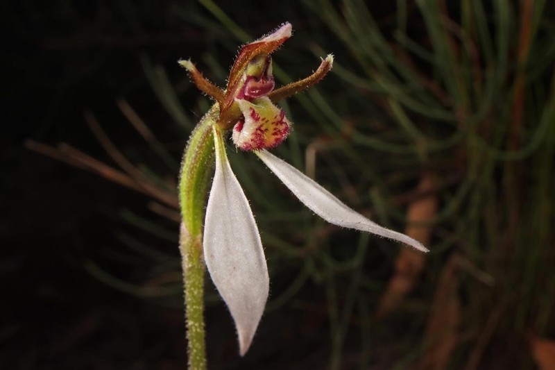 Eriochilus collinus