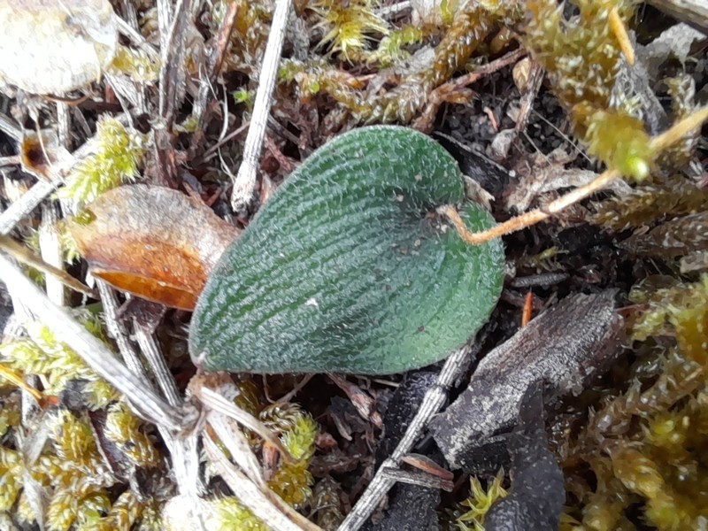 Eriochilus collinus photo 2