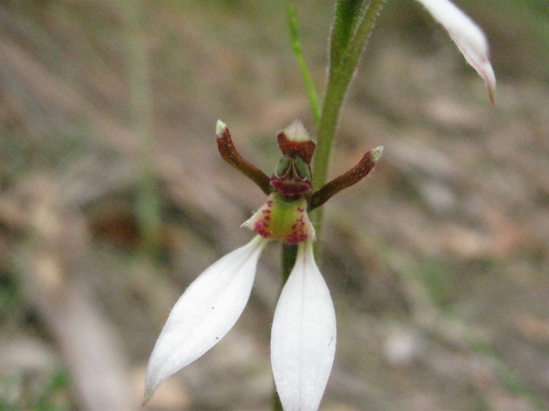 Eriochilus collinus photo 3