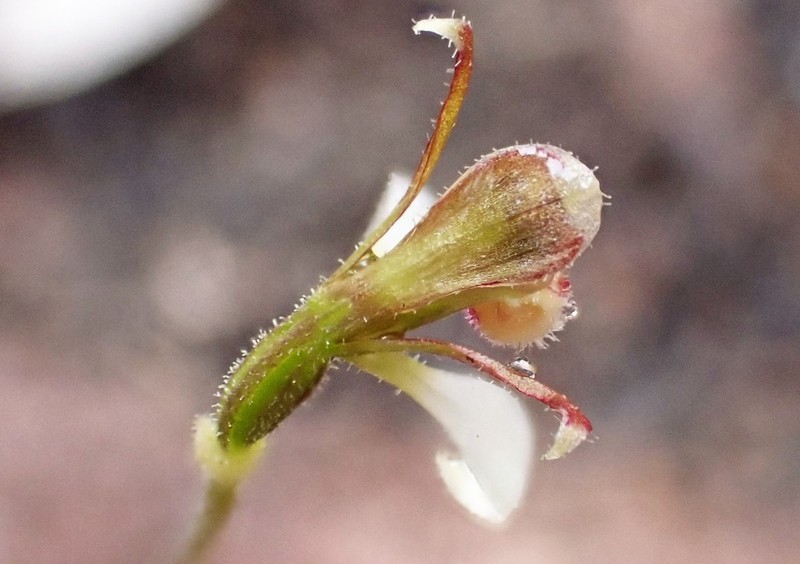 Eriochilus collinus photo 4