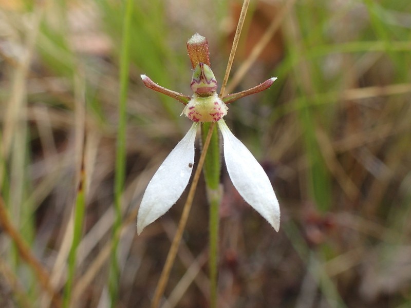 Eriochilus collinus photo 6