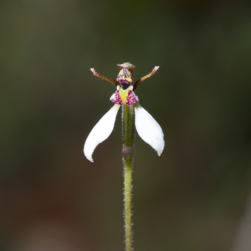 Eriochilus collinus photo 7