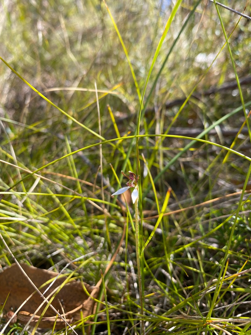 Eriochilus collinus subsp. collinus