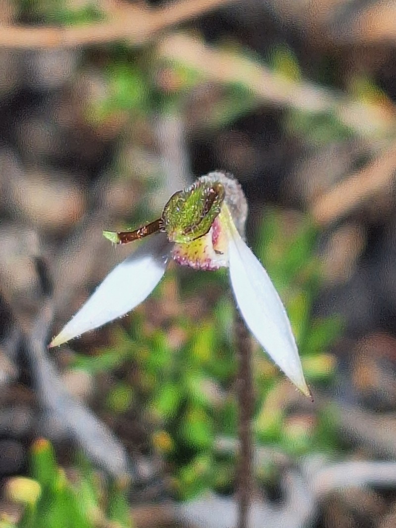Eriochilus collinus subsp. collinus photo 3
