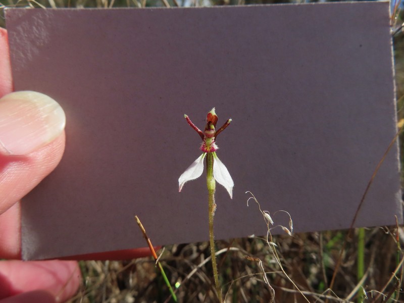 Eriochilus collinus subsp. collinus photo 4