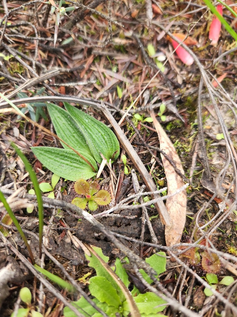 Eriochilus collinus subsp. sericeus