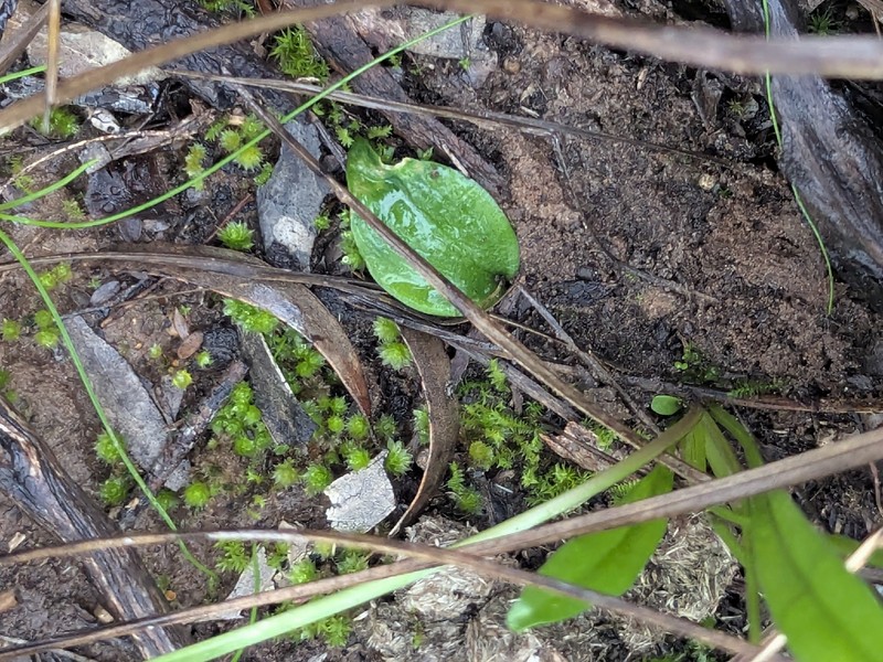 Eriochilus collinus subsp. sericeus photo 2