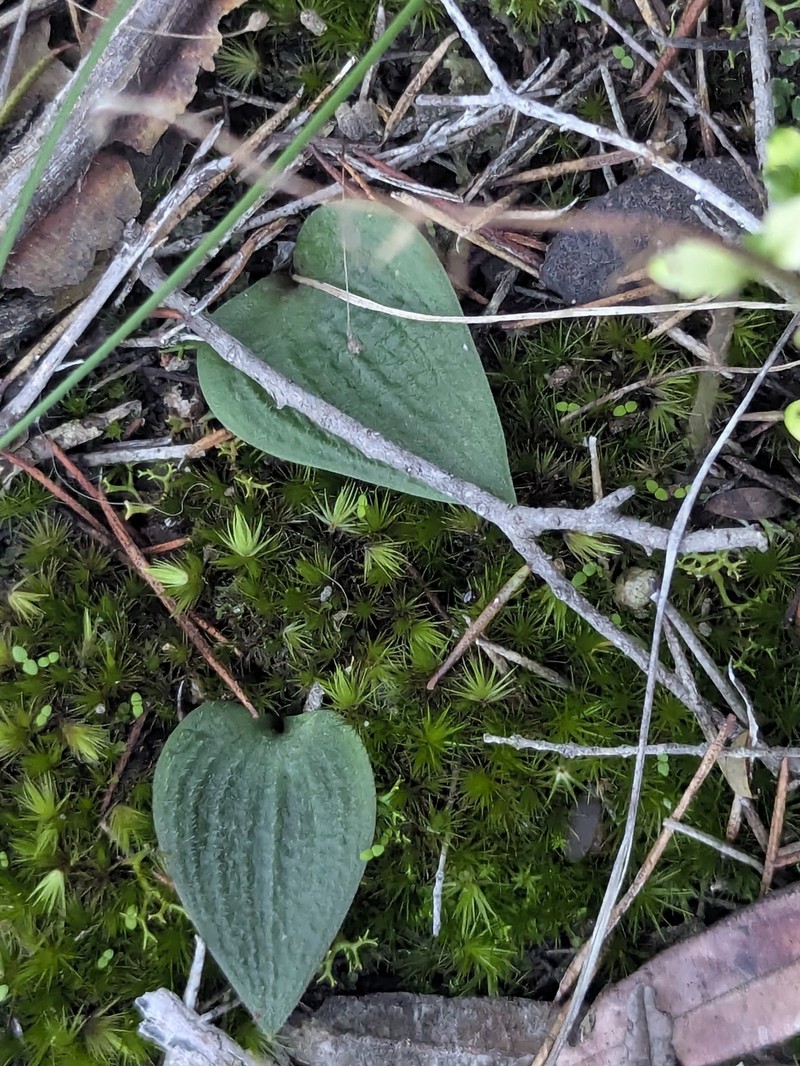 Eriochilus collinus subsp. sericeus photo 3
