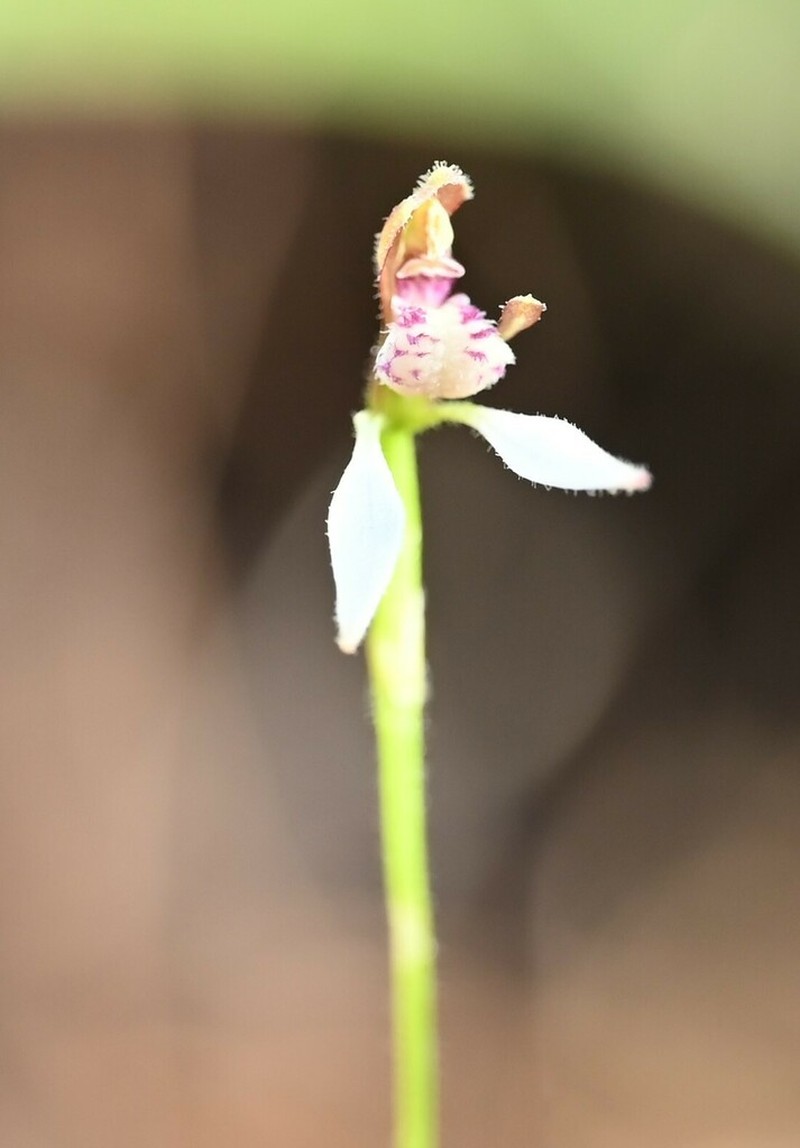 Eriochilus glareosus