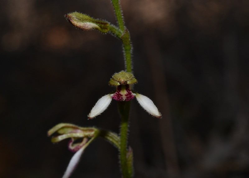 Eriochilus glareosus photo 2