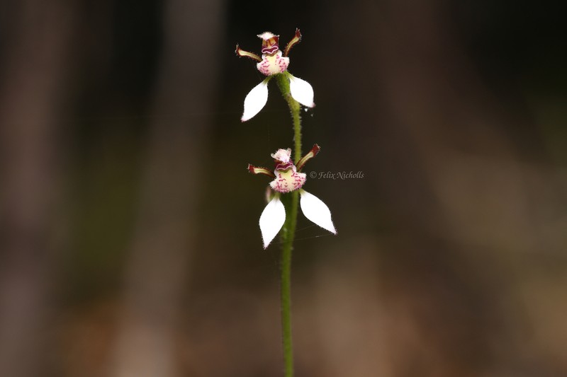 Eriochilus glareosus photo 3