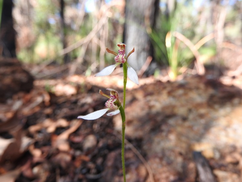 Eriochilus glareosus photo 4