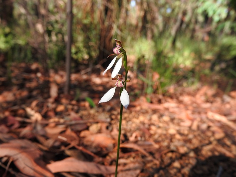 Eriochilus glareosus photo 5