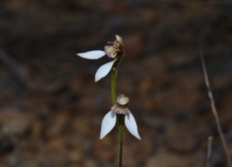 Eriochilus glareosus photo 8
