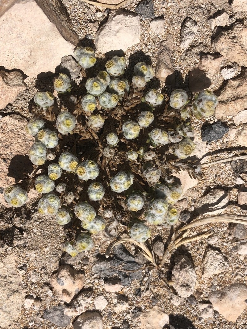 Eriochlamys behrii