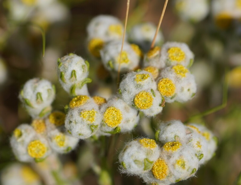 Eriochlamys behrii photo 2
