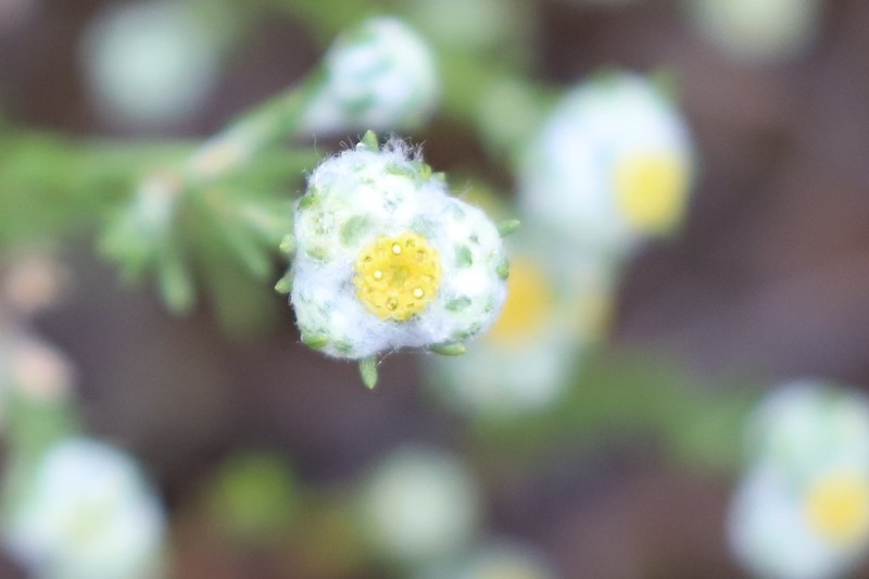 Eriochlamys behrii photo 3