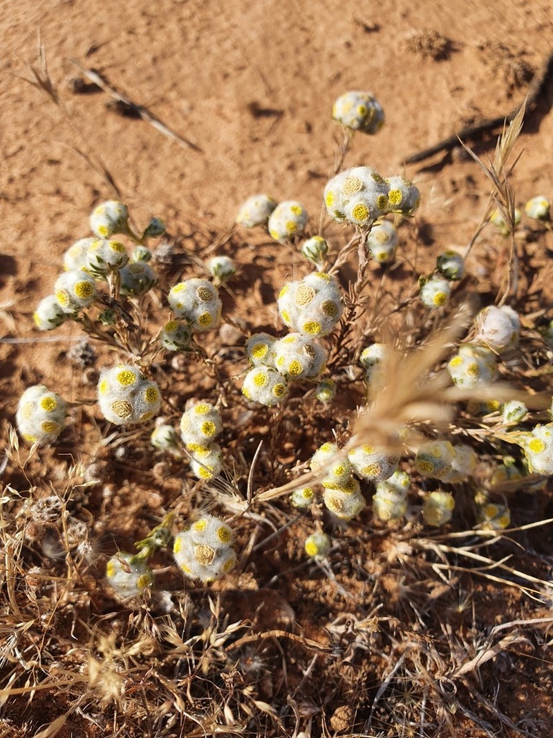 Eriochlamys behrii photo 4