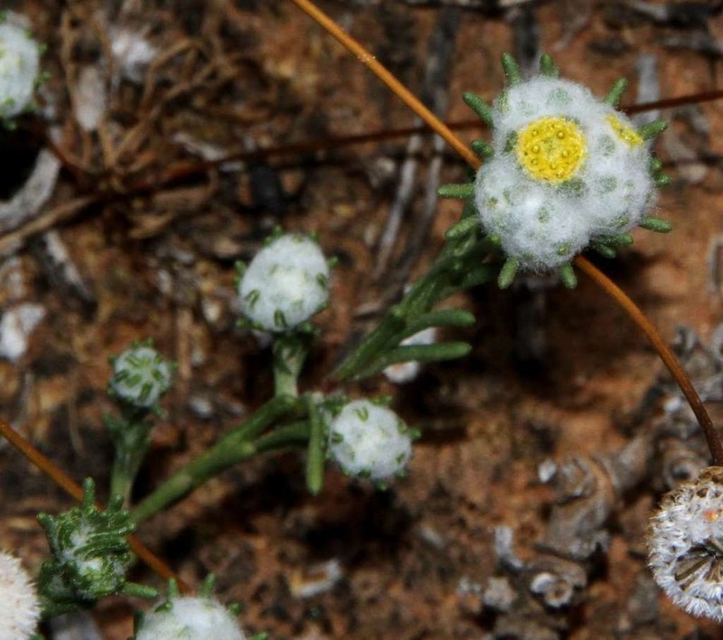 Eriochlamys behrii photo 5