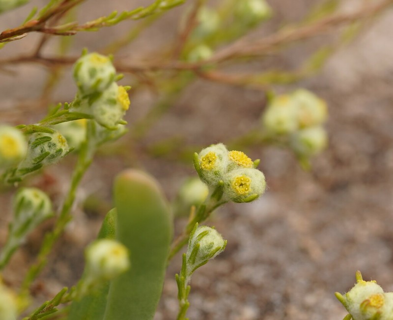Eriochlamys behrii photo 7