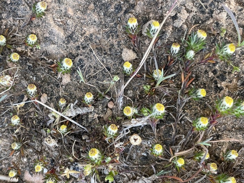 Eriochlamys behrii photo 8