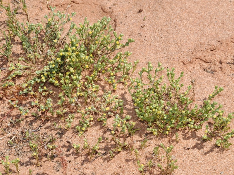 Eriochlamys cupularis