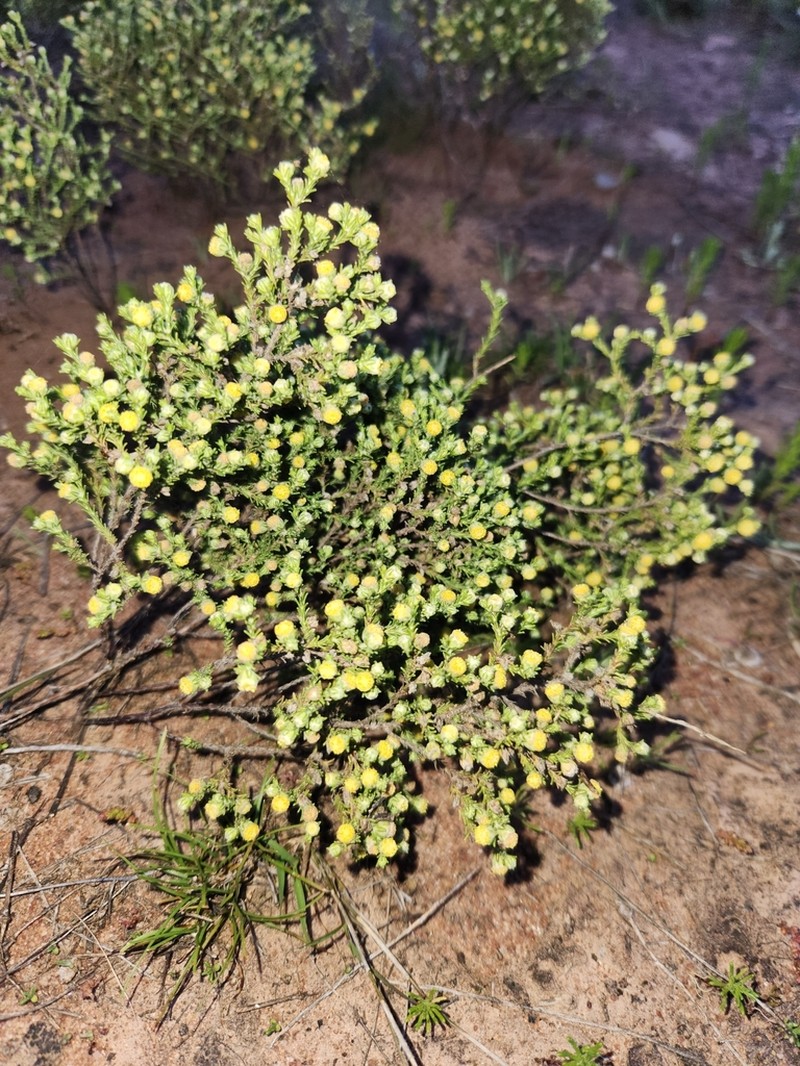 Eriochlamys cupularis photo 2