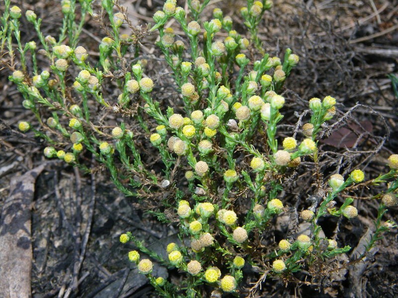 Eriochlamys cupularis photo 3