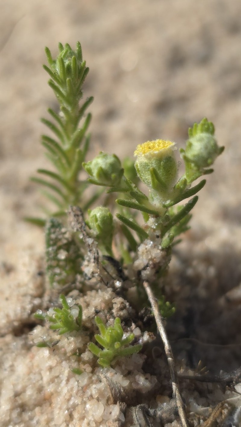 Eriochlamys cupularis photo 4