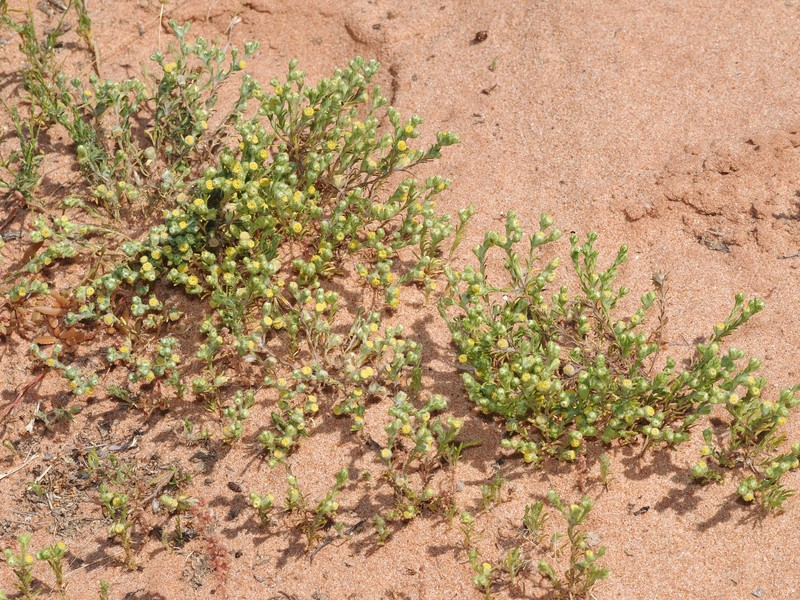 Eriochlamys cupularis photo 7