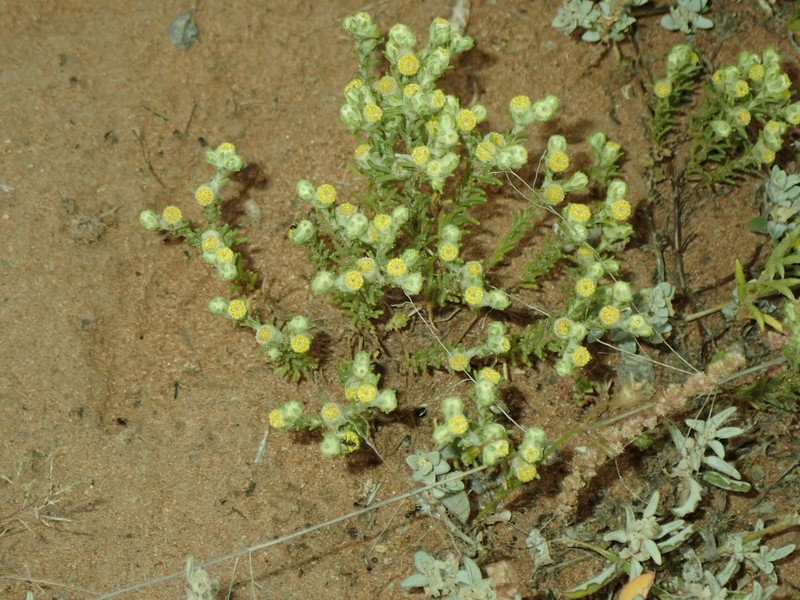 Eriochlamys cupularis photo 8