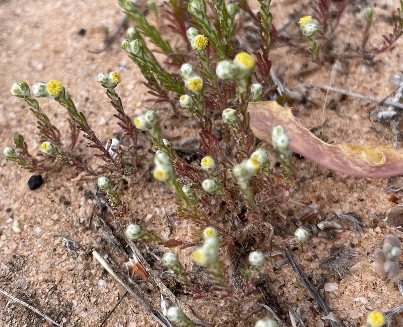 Eriochlamys eremaea