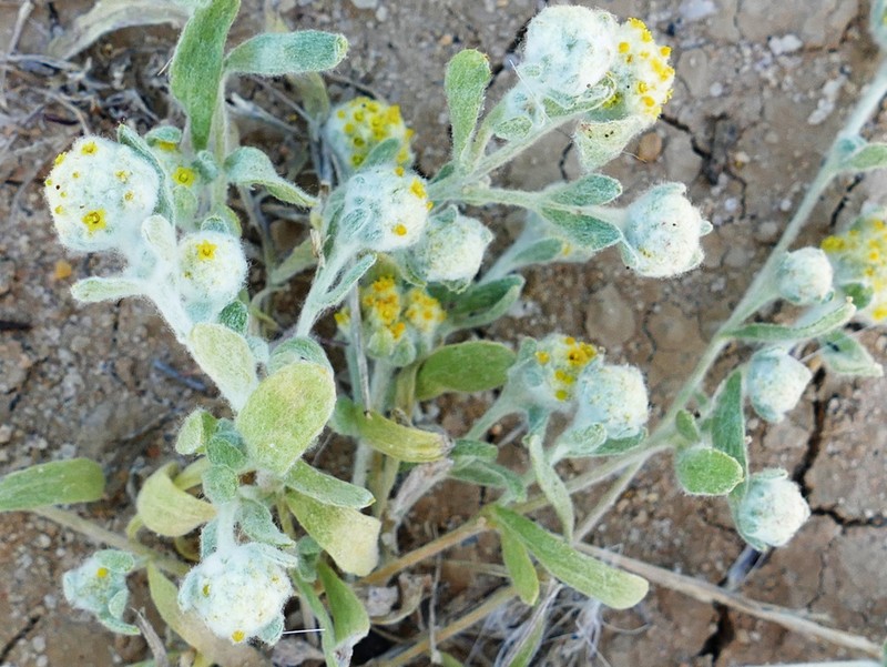 Eriochlamys eremaea photo 2