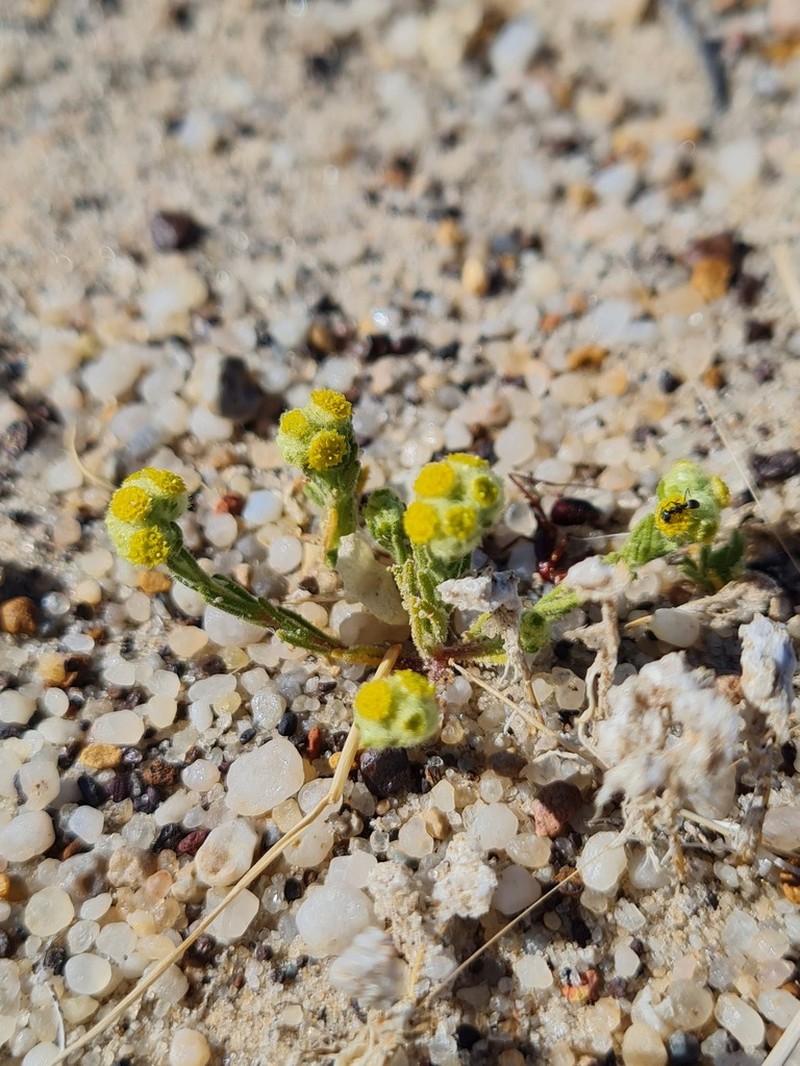 Eriochlamys eremaea photo 3